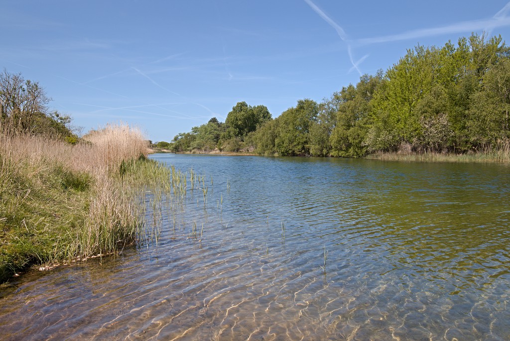 AWD Amsterdamse Waterleidingduinen natuurgebied polder bos vos hert herten damhert duinen zandvoort waterwingebied